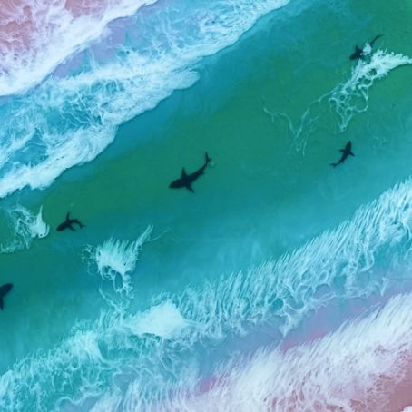 close up of swimming sharks in green water